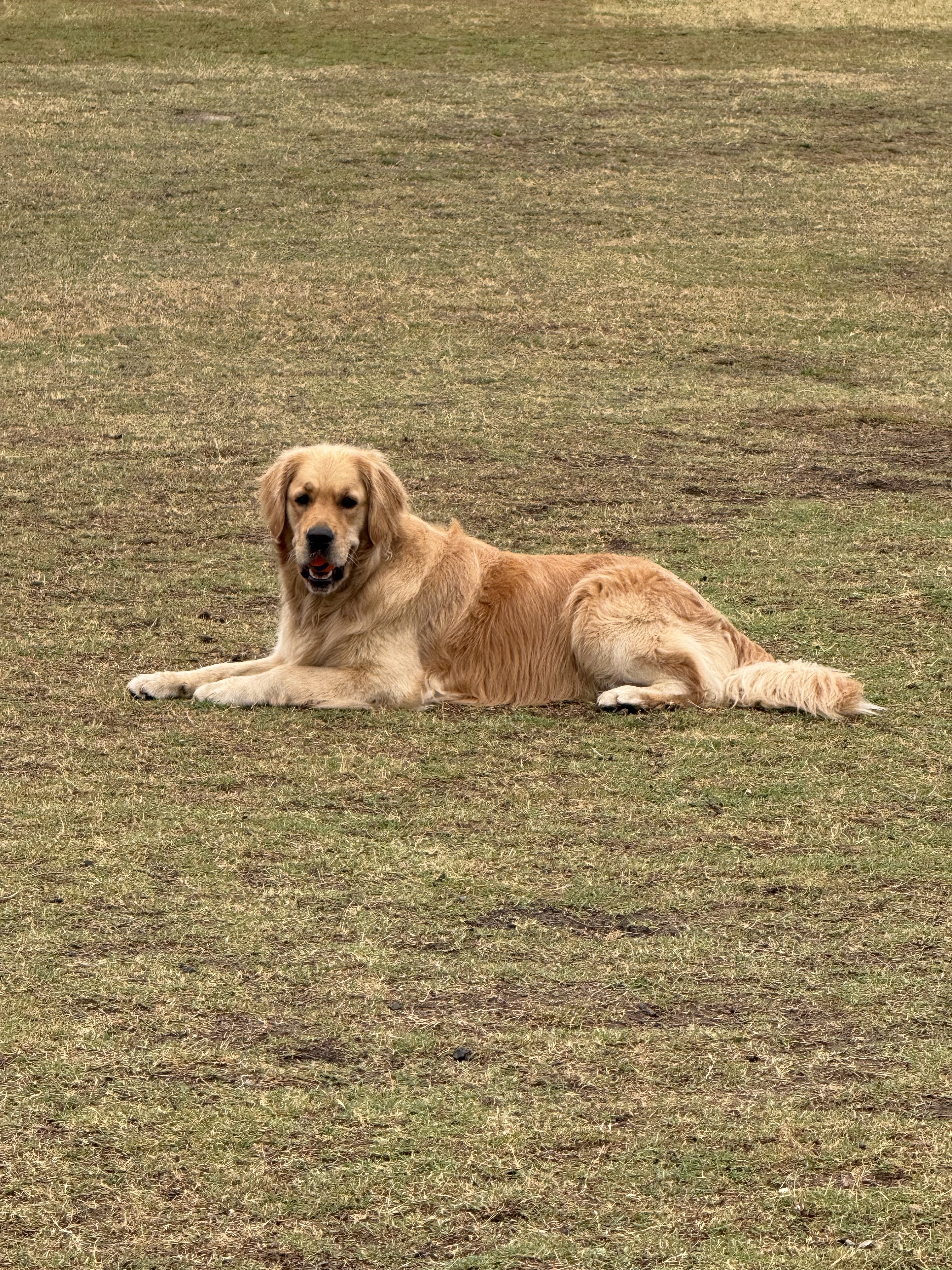 Maggie relaxing on the grass