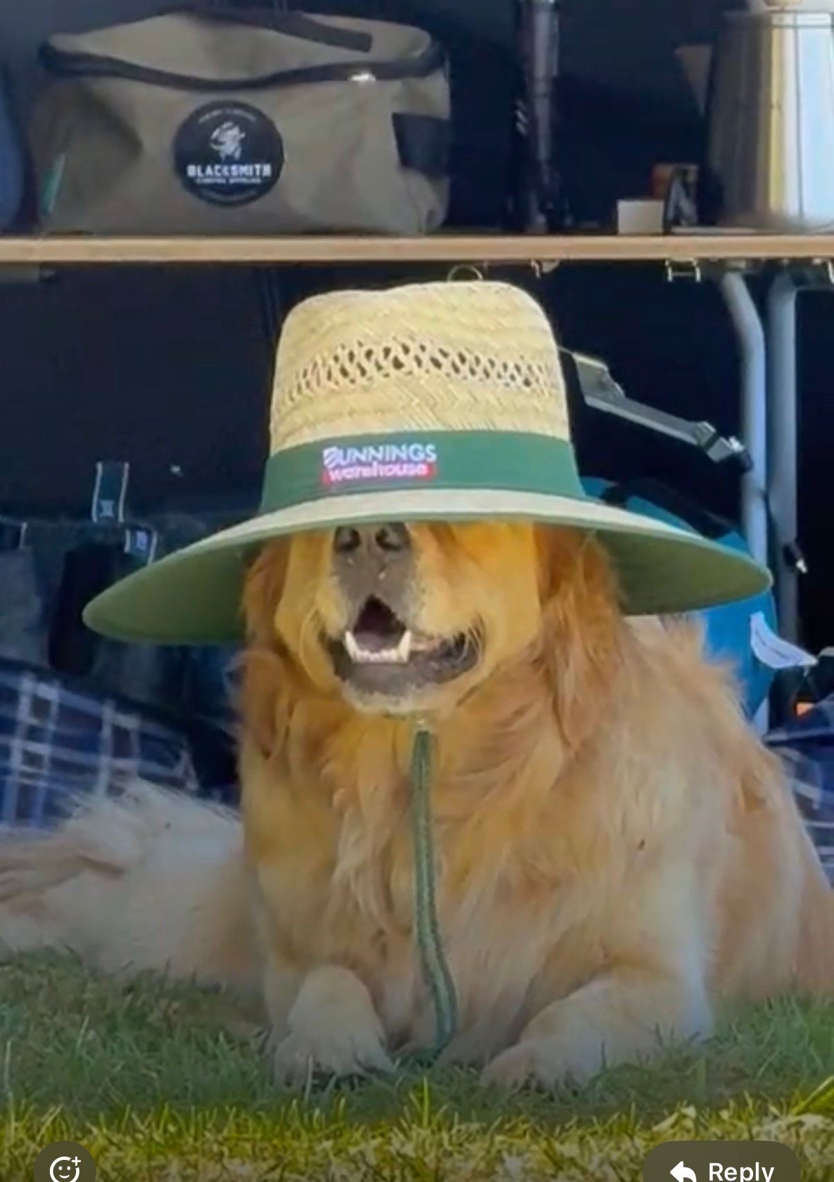 Maggie wearing her famous Bunnings hat